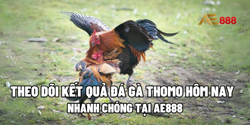 kết quả đá gà Thomo hôm nay