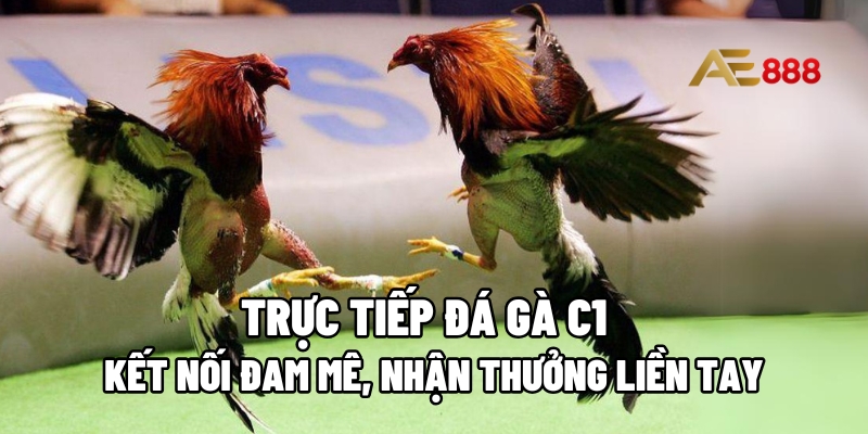 trực tiếp đá gà C1