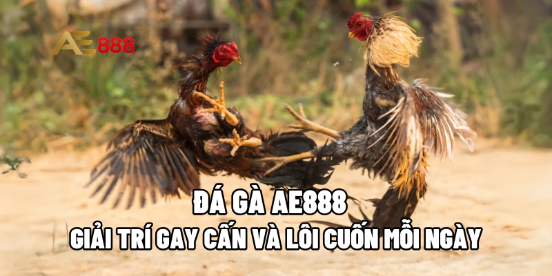Đá gà AE888